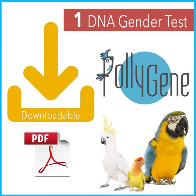 DNA Gender Testing Kit for Parrots Results in less than 72 hrs